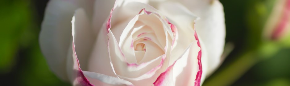 Rosa rose med røde kanter