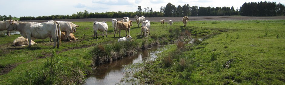 Kvæg ved vandløb