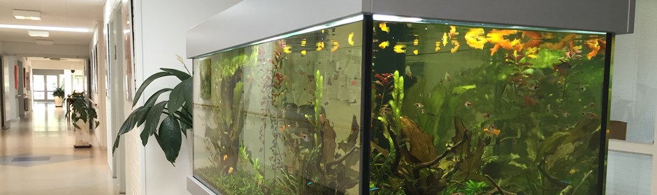 Akvarium på gangen med fisk