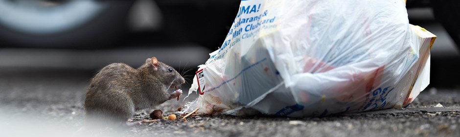 Rotte spiser af skraldespand