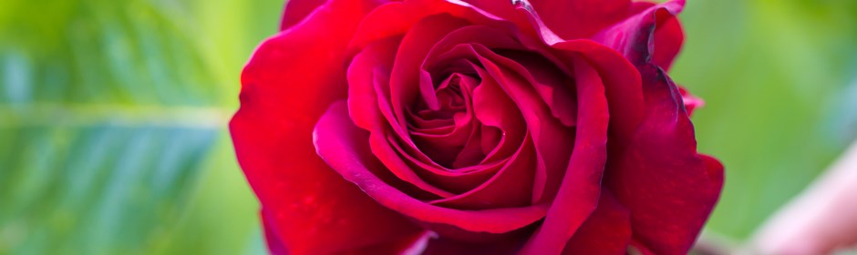 Smuk rød rose