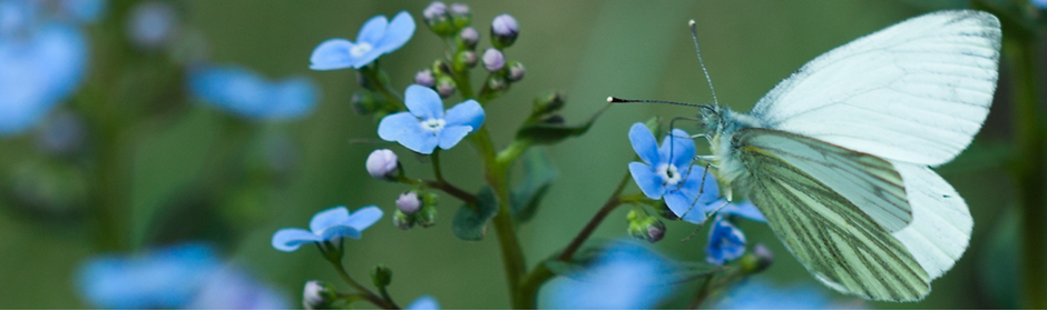 Sommerfugl som sidder på en blå blomst