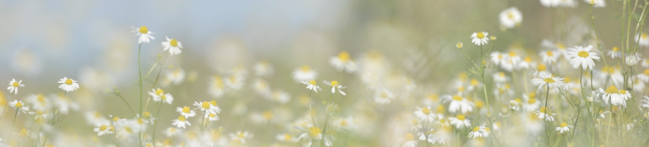 Bellismark Bellismark