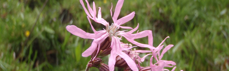 Lilla blomst i naturen