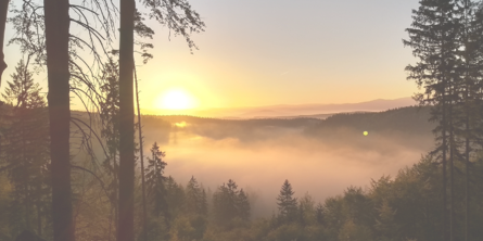 Solopgang i skov