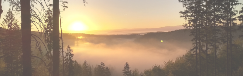 Solopgang i skov