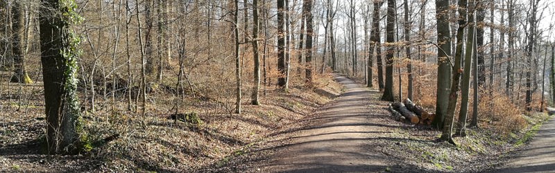 Skovsti hvor vejen deler sig i to