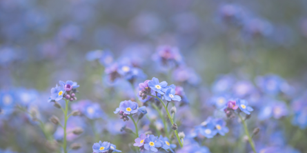 Kærminde blomster