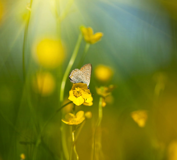 Sommerfugl på smørblomst