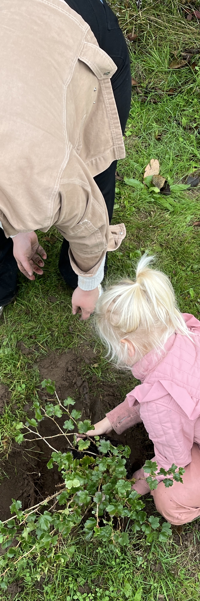 Barn og voksen planter en frugtbusk Barn og voksen planter en frugtbusk