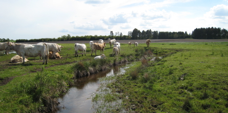 Kvæg ved vandløb