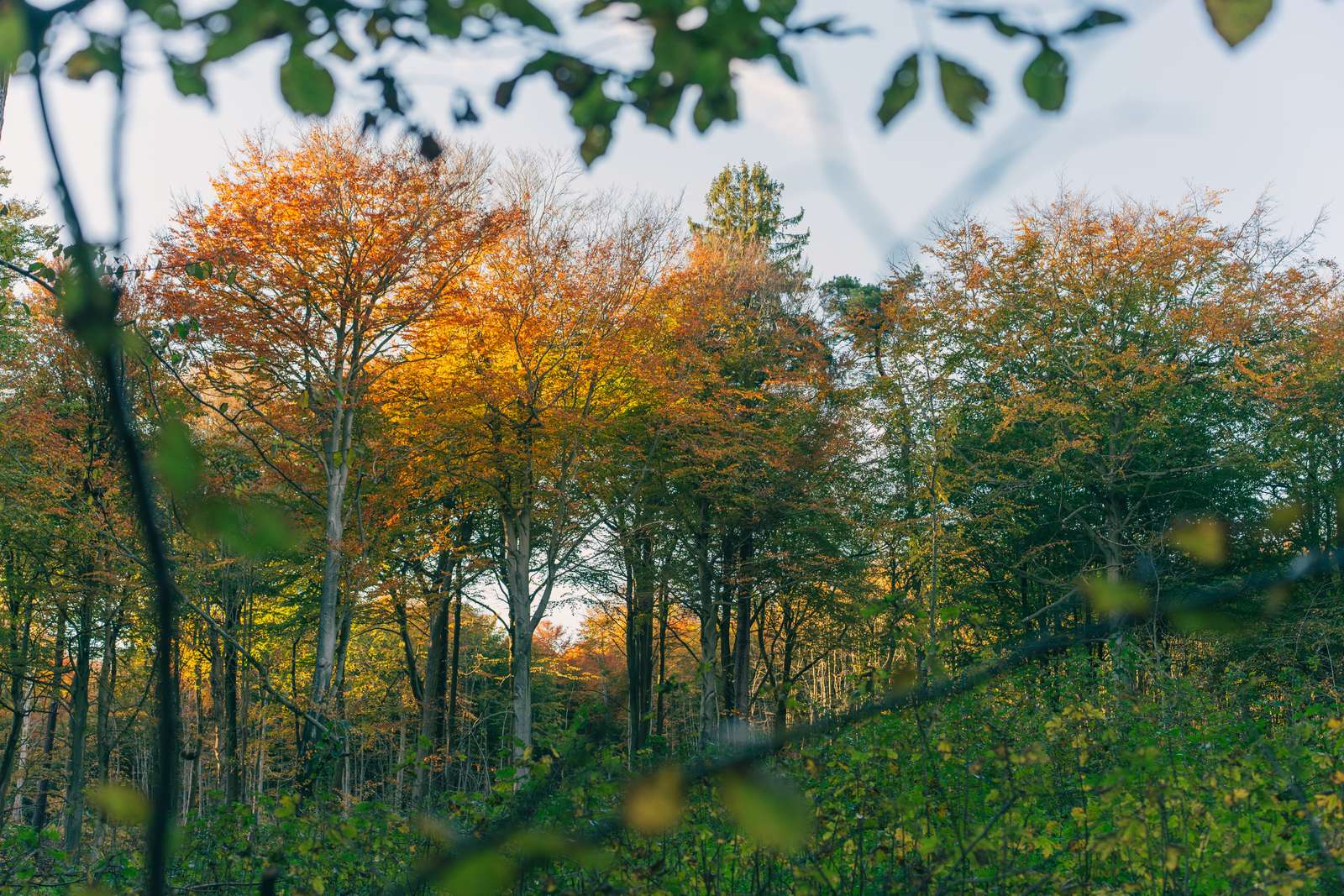 Skov i efterårsfarver