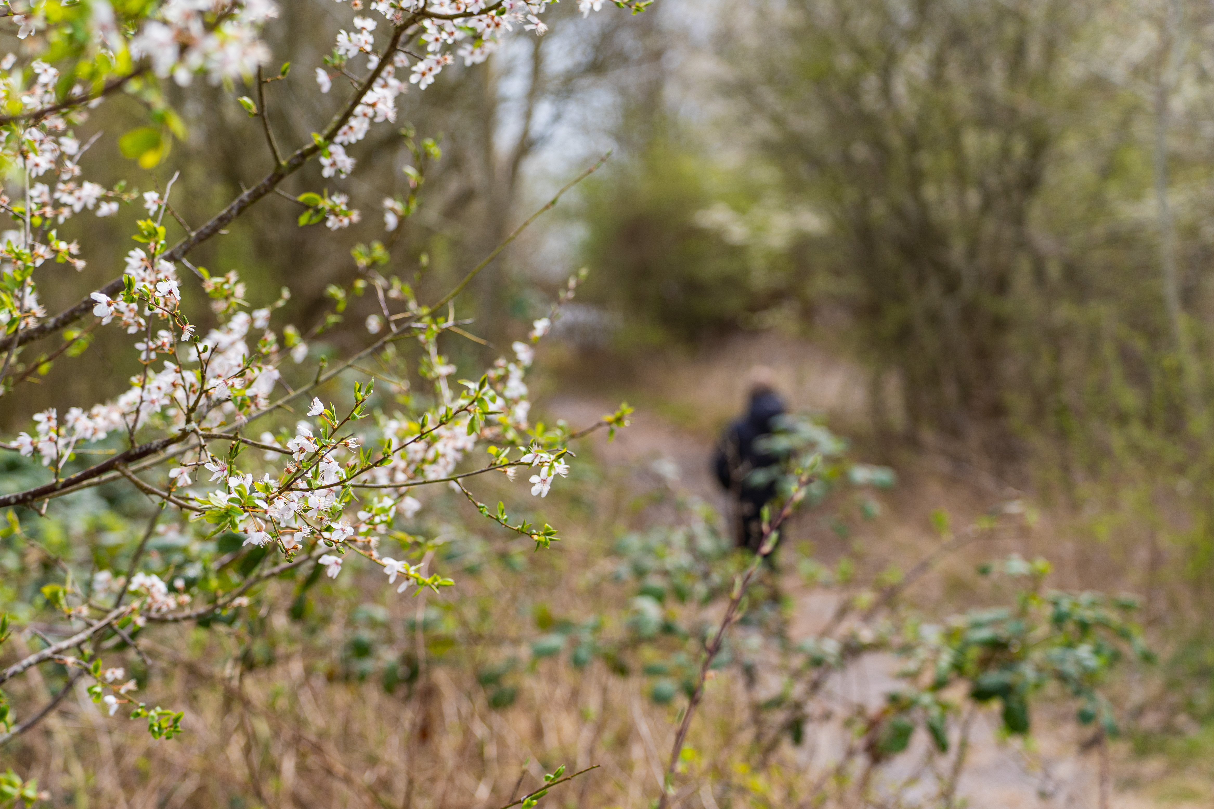 Forårsblomsterskud på grene