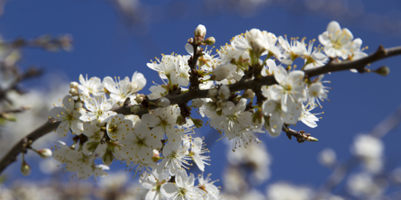 Træ med æbleblomster