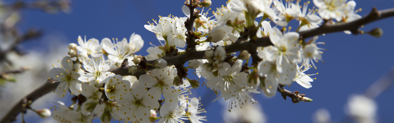 Træ med æbleblomster